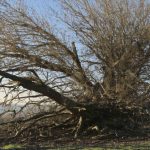 Freak Gusts and Falling Branches: A Tragic Reminder of Nature’s Power in Hérault