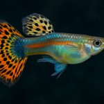 Unlocking the Secrets of Guppy Genetics: Color, Patterns & Inheritance Revealed