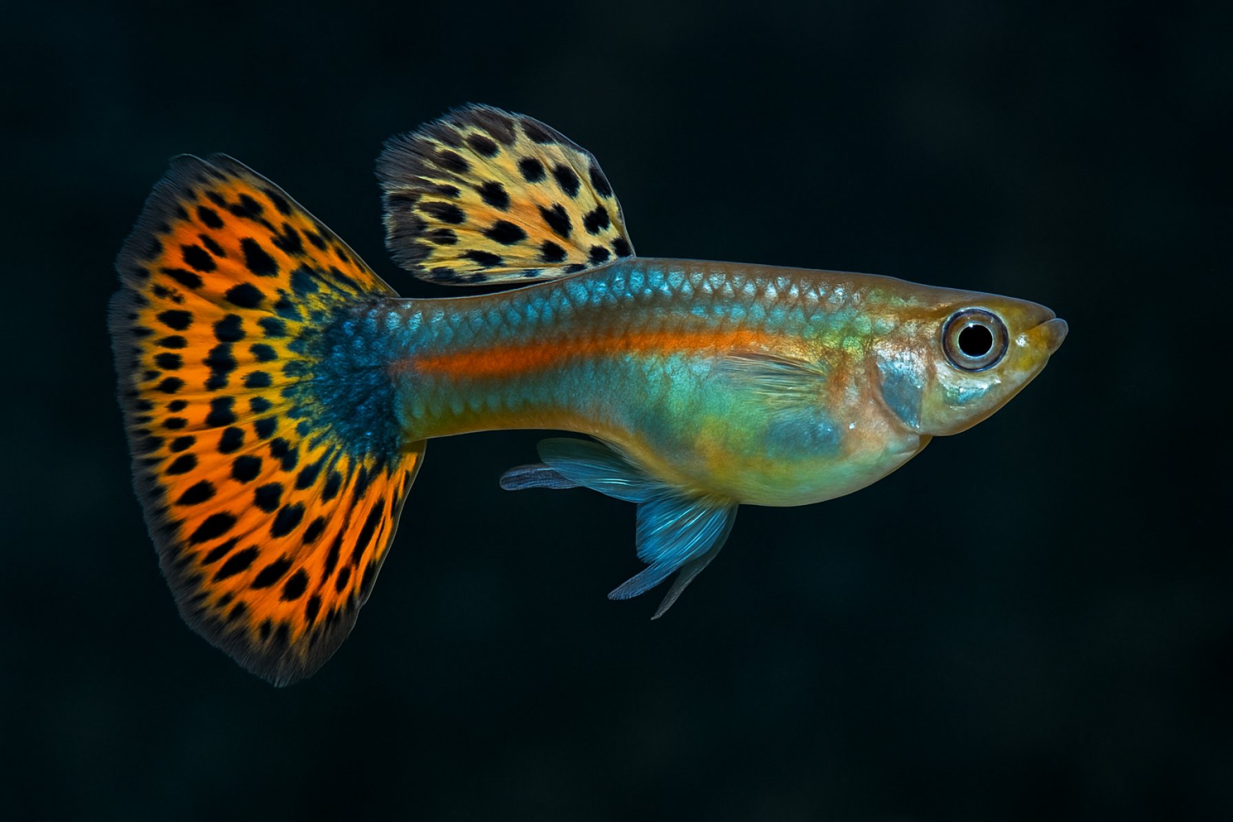 Unlocking the Secrets of Guppy Genetics: Color, Patterns & Inheritance Revealed